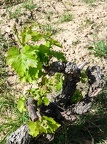 Côtes-du-Rhône Vignobles 40