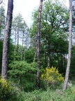 77Seine&amp;Marne20190522Fontainebleau&amp;Barbizon (11)