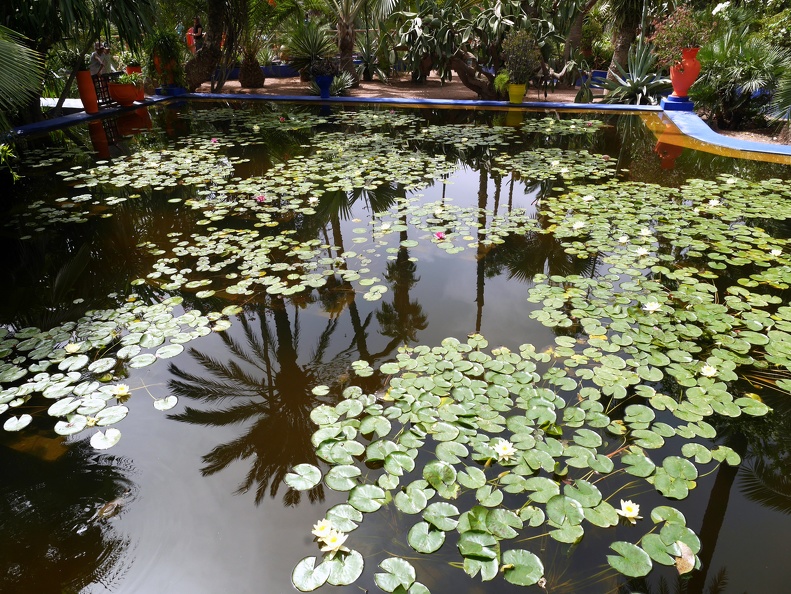 59) Marrakech, Jardins Majorelle, créé par le peintre Jacques Majorelle dans les années 1920, puis racheté en 1980 par le couturier Yves St. Laurent, propriété aujourd'hui de la Fondation YSL; il abrite quelque 300 espèces de plantes des 5 continents dans une intimité toute relative car les visiteurs sont légions... xJuin07JardinsYSLMarrakech.JPG