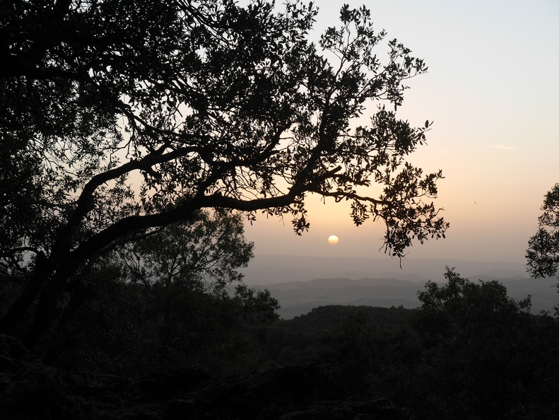 64) Azrou, toujours sur la N8 entre Marrakech et Fez, dans la forêt de cèdres du Moyen-Atlas qui domine la plaine et abrite de nombreux troupeaux de moutons et de chèvres xjuin11AzrouForêtCèdres.JPG