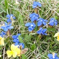 Fleurs du Mercantour