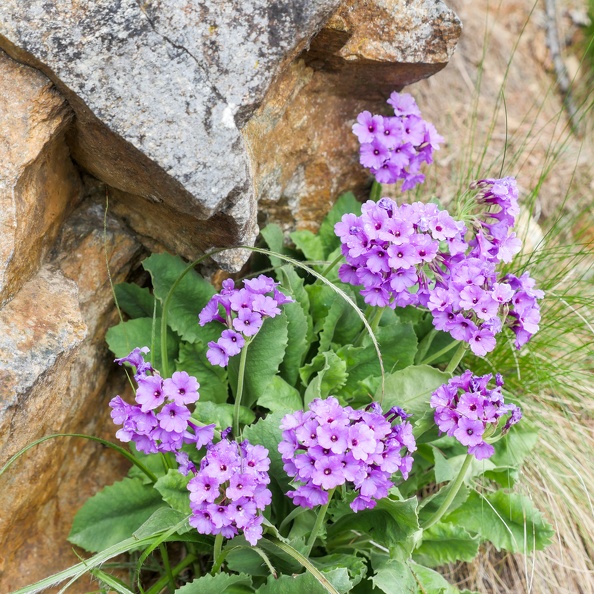 Mercantour-Fleurs-07.jpg