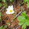 Fleurs du Mercantour