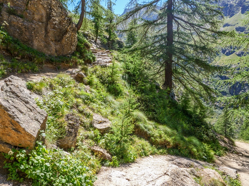 Passé le refuge Tetras Lyre (2000 m.), montée dans la forêt de mélèzes GPVittorioE-09.jpg