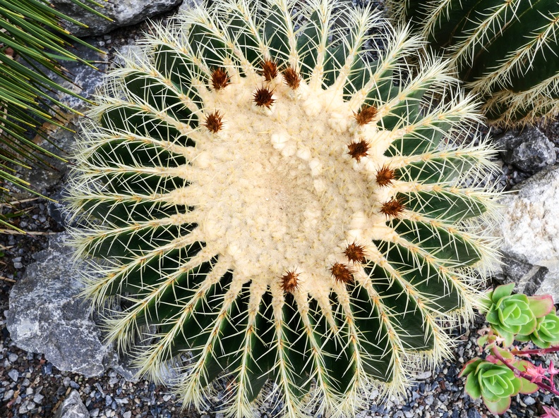 Kaktus-03.jpg