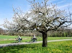 Basel-Land: sur la route de cerisiers en fleurs