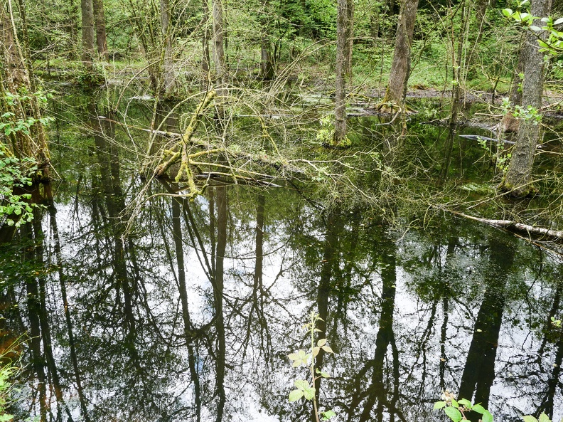 Chimay, patrie de la bière éponyme; que d'eau en ce mois de juin 2024!!! Je découvre que l'Oise qui donne son nom à un département français prend sa source dans le coin; elle court ensuite sur 341 kms avant de se jeter dans la Seine à Conflans-Sainte-Honorine dans les Yvelines CdCBel-26.jpg