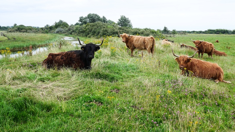 On y trouve même des vaches highlanders importées d'Ecosse; l'endroit est réputé pour son absence de pollution lumineuse de nuit et des observatoires à étoiles avec couchettes y sont aménagés CdCPays-Bas-62.jpg