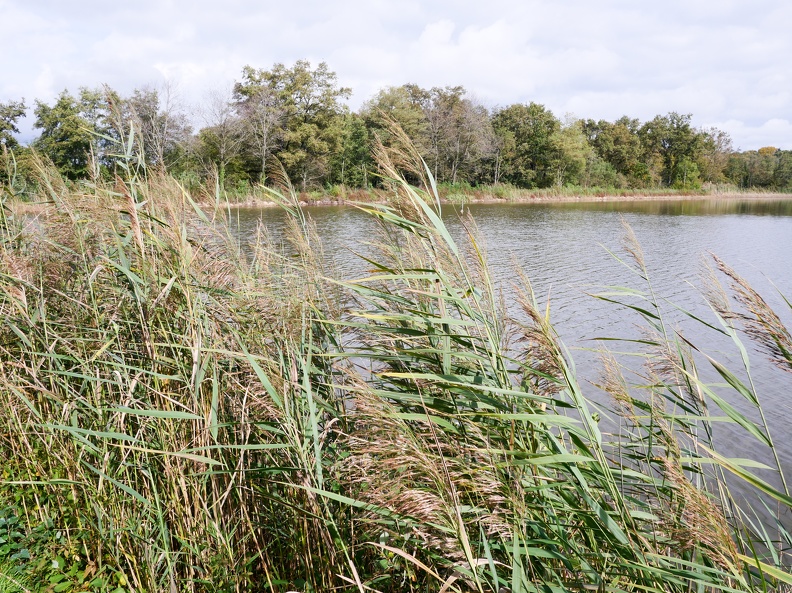 En Dombes-105.jpg
