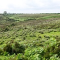 033Burley, NewForest-5