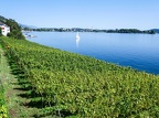 3 lacs à vélo-07 (741 visits) C'est l'époque des vendanges et les vignes alourdies tombent dans le lac... 3 lacs à vélo-07
