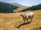 Pyrénées-55